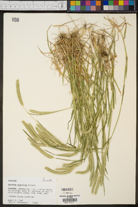 Hordeum pusillum image