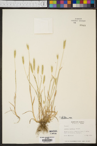 Hordeum pusillum image