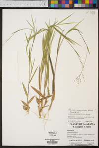 Panicum consanguineum image