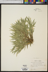 Panicum consanguineum image