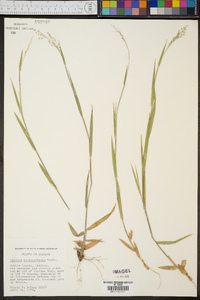 Panicum consanguineum image