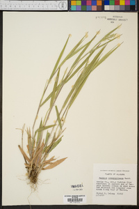 Panicum consanguineum image