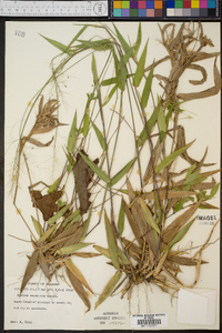 Panicum commutatum image