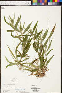 Panicum commutatum image