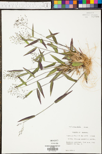 Panicum commutatum image