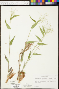 Panicum commutatum image