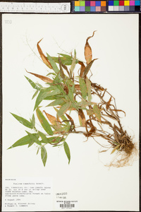 Panicum depauperatum image