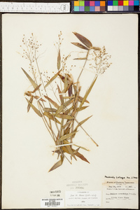 Panicum commutatum image