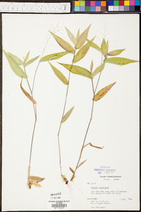 Panicum depauperatum image