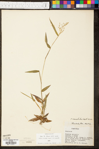 Panicum commutatum image