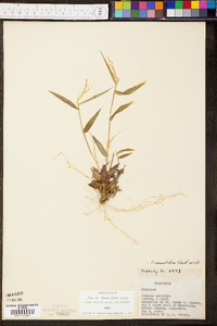 Panicum depauperatum image