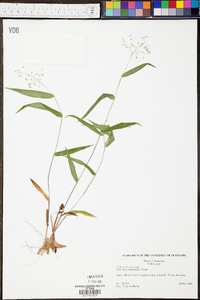 Panicum depauperatum image