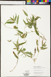 Panicum depauperatum image