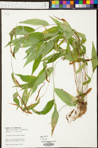 Panicum depauperatum image