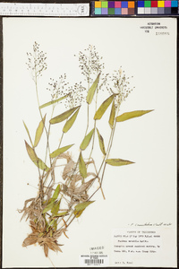 Panicum depauperatum image