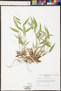 Panicum commutatum image