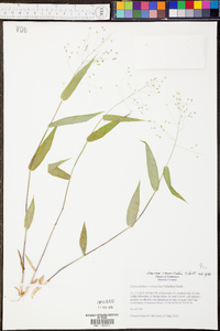 Panicum depauperatum image