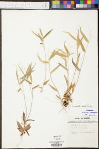 Panicum depauperatum image