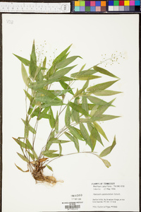 Panicum commutatum image