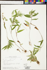 Panicum depauperatum image