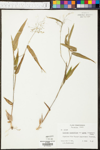 Panicum depauperatum image