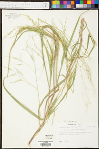 Panicum clandestinum image