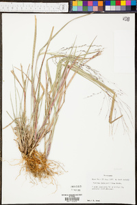 Panicum clandestinum image