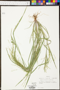 Panicum clandestinum image