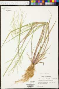 Panicum clandestinum image