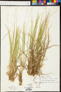 Panicum depauperatum image