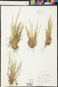 Panicum depauperatum image