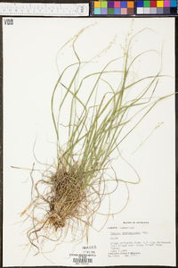 Panicum depauperatum image