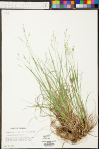 Panicum depauperatum image