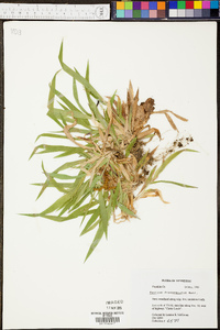 Panicum depauperatum image