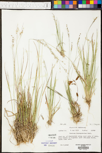 Panicum depauperatum image