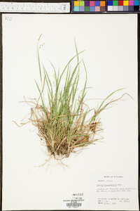 Panicum depauperatum image