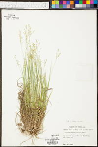 Panicum depauperatum image