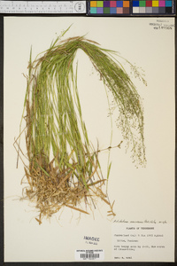 Panicum dichotomum var. roanokense image