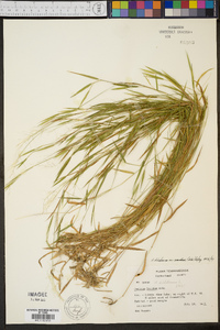 Panicum dichotomum var. roanokense image