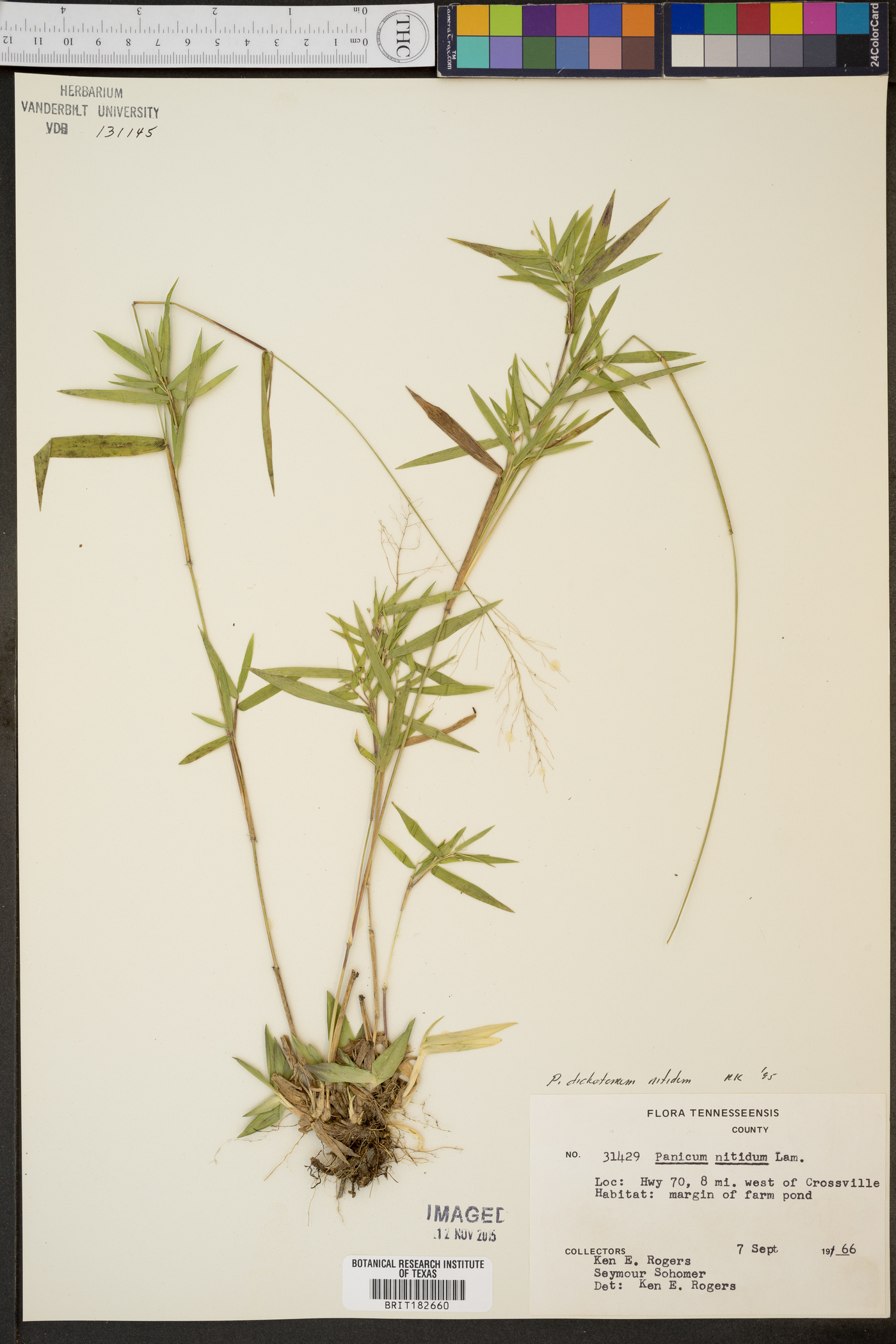 Panicum dichotomum var. nitidum image
