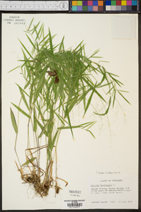 Panicum dichotomum image