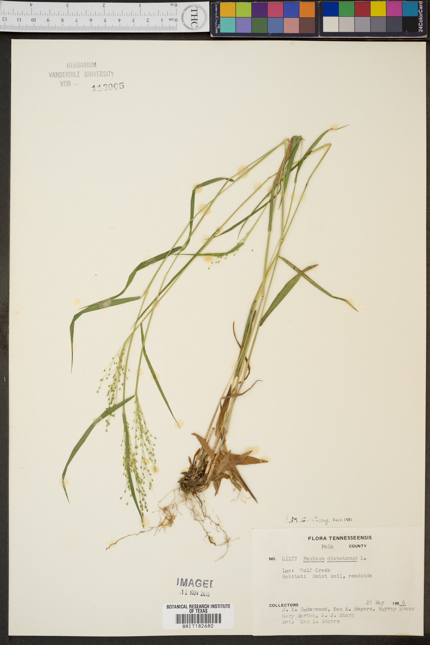 Panicum dichotomum image