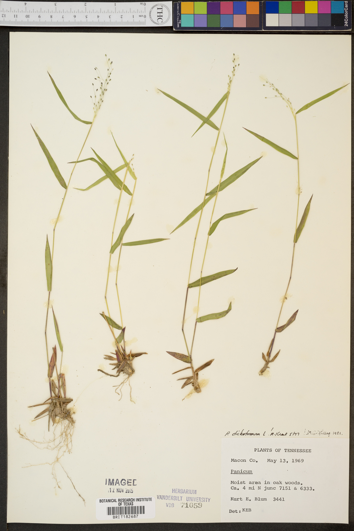 Panicum dichotomum image