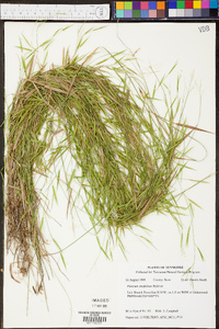 Panicum condensatum image