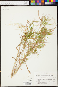 Panicum condensatum image