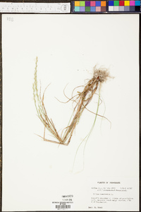 Festuca obtusa image