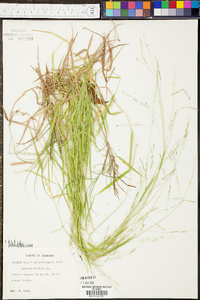 Panicum malacon image