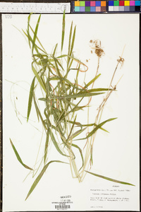 Panicum malacon image