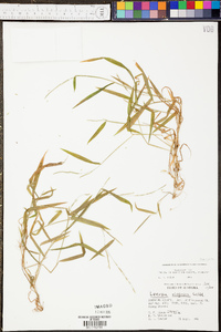 Panicum malacon image