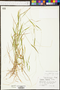 Panicum malacon image